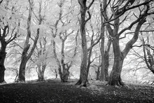 Monochrome Infrared Image Of Beech Trees, Scotland, UK.
