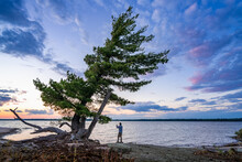 Taking Photo With Wind Swept Tree On Granite Shoreline
