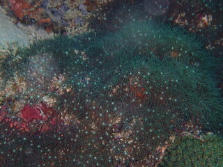 Wall Mural - coral reef at mabul island