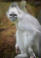 Wall Mural - Long macaque sitting on a tree. Close up of The black crested Sumatran langur, Presbytis melalophos is a species of primate in the family Cercopithecidae