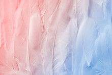Texture Pattern Of Pink And Blue Feathers