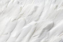 Textured Seamless Pattern Of White Soft Feathers