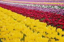 Diagonal Field Of Colorful  Yellow Tulips