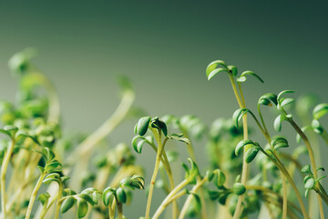 Wall Mural - Young shoots of parsley against green background.