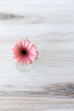 Pretty Pink Flower On Wooden Table