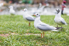 Seagulls On The Ground