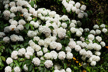 White Circular Flowers Shaded By Trees