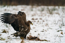 European Eagle In The Snow 