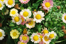 Bee Collecting Honey On Daisy Flower