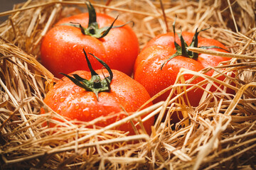 Wall Mural - Fresh tomatoes -Ingredient for cooking