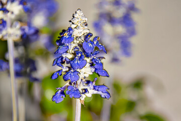 Poster - purple flowers with water droplets on the petals