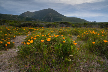 Wall Mural - Hills with golden poppies in bloom. Beautiful California landscape with green mountains and cloudy sky