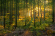 © vlntn - Magical sunset in the forest.