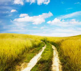 Wall Mural - beautiful summer fields