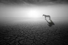 Silhouette Of  An Horse In  A Dreamlike Context - Grey  Background