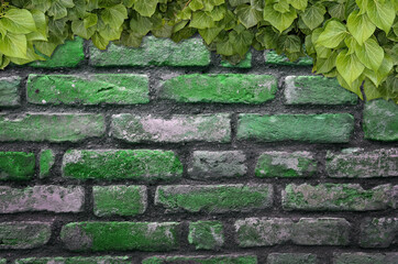 Poster - Old Texture brick wall, background, detailed pattern covered in ivy