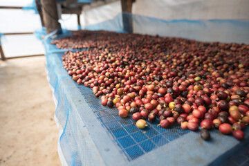 Coffee bean drying process by sun light in the solar dryer greenhouse.