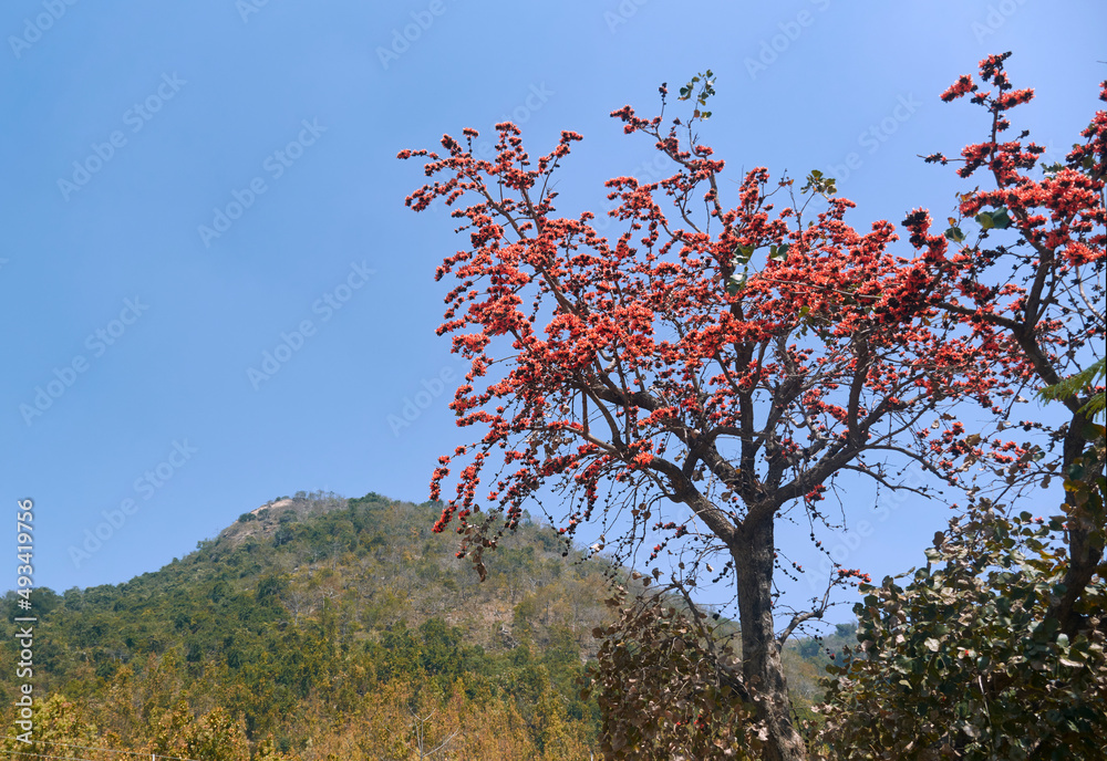 Palasha Vibrant red flowers of Butea monosperma (popularly known as 'palash ...