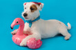 white jack russell puppy in red sunglasses on his head, lies on an inflatable pink flamingo, as if floating, travel and vacation concept