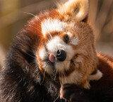 Portrait of a cheeky red panda sticking its tongue out