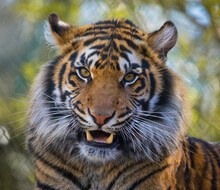Close Up Portrait Of A Fierce Sumatran Tiger Growling 