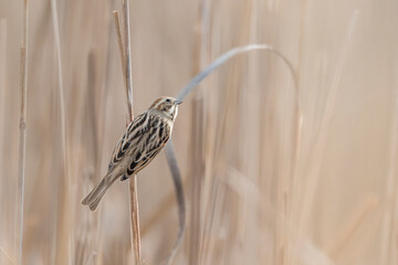 Wall Mural - Sunrise in the reeds, the common reed bunting female at morning (Emberiza schoeniclus)