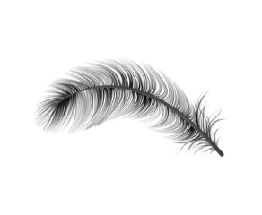 Sticker - Realistic Black Feather Composition