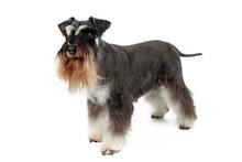 Miniature Schnauzer Black And Silver Standing Isolated On White 