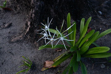 Tropical plant - the beach spider lily (Hymenocallis littoralis). Beautiful white flowers growing in Dominican Republic.