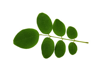 Wall Mural - closeup of acacia green leaves isolated