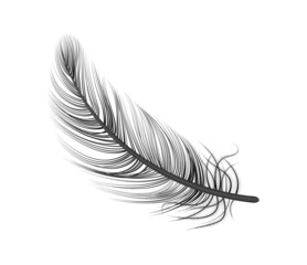 Sticker - Black Feather Realistic Composition