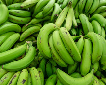 Unripe Green Banana Bunches