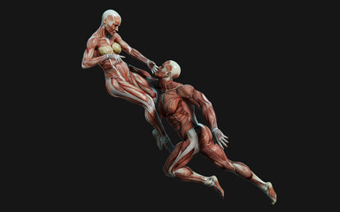 3D render of male and female figures pose with skin and muscle map on dark background with clipping path.Project of Relationship concept.