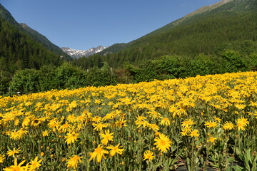 Canvas Print - FIORI ARNICA