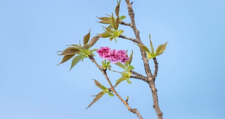 Wall Mural - time lapse of the oriental cherry blossoming on blue background, Prunus lannesiana