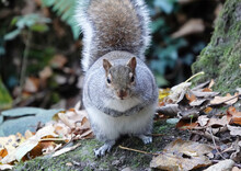 A Close-up Front View Shot Of A Grey Squirrel Perching At The Base Of A Tree In Autumn And Looking At The Camera. 
