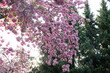 FU 2020-04-16 Kirsch 109 Viele rosa Kirschblüten hängen an den Zweigen