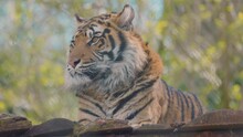Close Up Portrait Of A Sumatran Tiger
