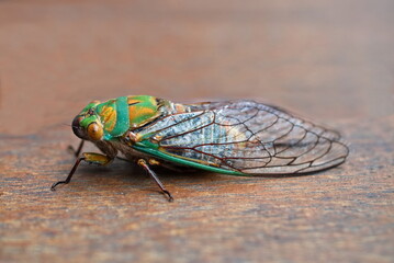 Large Australian green cicada closeup