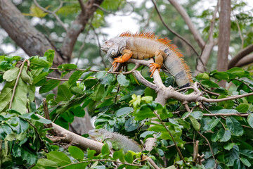 Wall Mural - close up Iguana on tree in nature at thailand