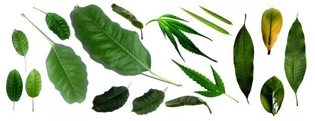 Wall Mural - Gather each pair of similar leaves, several leaves, isolated on a white background.