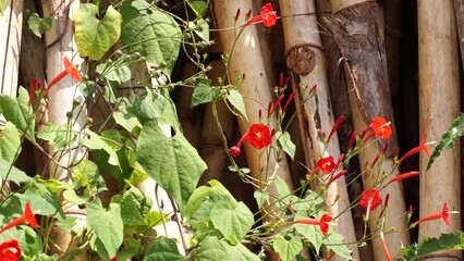 Sticker - red and green leaves