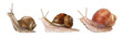 Watercolor snail set.Realistic garden slug set, botanical illustration