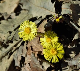 Poster - dandelions