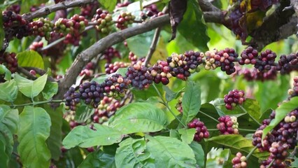 Sticker - Coffee berries are on a branch waiting to be harvested in Lam dong
