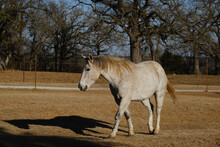 Gray Gelding Horse During Evening Light On Texas Ranch In Winter.