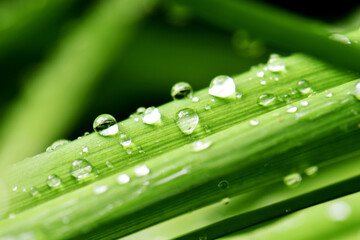  water drops on a green leaf