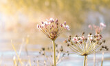Fototapeta Kwiaty - kwiaty na łące w świetle słonecznym