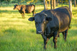 Pet cows in green grass field