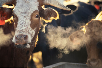 Wall Mural - Beef Cattle at the lick on a clod morning